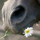 Pony și câine agresiv () Pony și câine agresiv