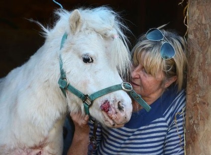 Pony și câine agresiv () Pony și câine agresiv