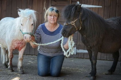 Pony și câine agresiv () Pony și câine agresiv
