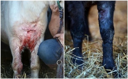 Pony și câine agresiv () Pony și câine agresiv