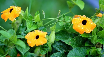 viță de vie anuale populare pe (anuale populare plante cățărătoare) viță de vie anuale populare pe