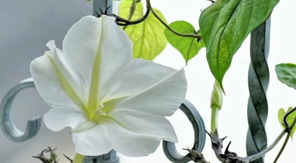 anuale populare plante agățătoare pe (gradina) viță de vie anuale populare pe