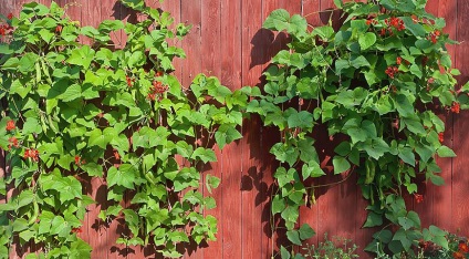 anuale populare plante agățătoare pe (aranjament de gradina) viță de vie anuale populare pe