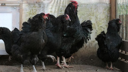 Rasa pui ucraineană Descriere earflaps cu fotografii (ucraineană) Rasa pui Descrierea earflaps ucrainene cu fotografii