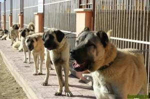 Turcă rasa Kangal - viata mea (viata) Turcă rasa Kangal - viata mea