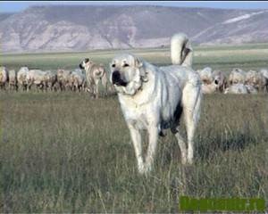Turcă rasa Kangal - viata mea (viata) Turcă rasa Kangal - viata mea
