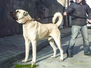 Turcă rasa Kangal - viata mea (viata) Turcă rasa Kangal - viata mea