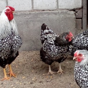 Specie la puii de găină Ucraina (pui caracterizate de astfel de calități) rasa de pui în Ucraina