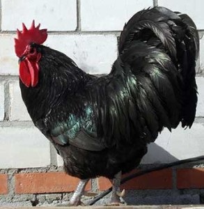 Specie la puii de găină Ucraina (pui diferă astfel) rasa de pui în Ucraina