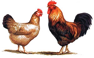 Specie la puii de găină Ucraina (pui diferă astfel) rasa de pui în Ucraina