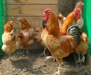 pui specii în Ucraina (celule carcase disponibile) rasa de pui în Ucraina