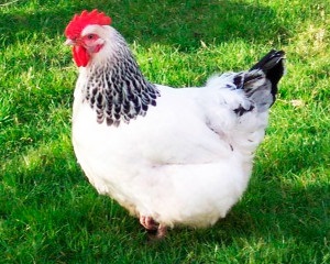 Specie la puii de găină Ucraina (pui caracterizate de astfel de calități) rasa de pui în Ucraina