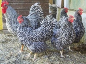 Specie la puii de găină Ucraina (pui caracterizate de astfel de calități) rasa de pui în Ucraina