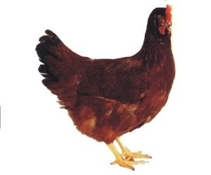 Specie la puii de găină Ucraina (pui caracterizate de astfel de calități) rasa de pui în Ucraina