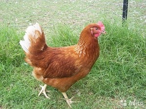 Specii din pui (Ucraina) rasa de pui în Ucraina