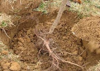 caise plantare Urali (Ural) Plantarea de caise în Urali