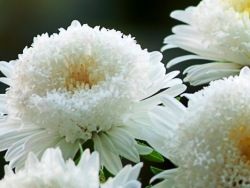 Însămânțarea puieți Aster (recolte) Însămânțarea răsadurilor Aster