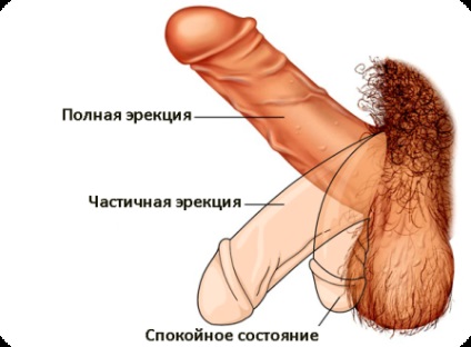 Potență crescută la bărbați prin mijloace naturale (muira puama, peruvian Maca) Potență crescută la bărbați prin mijloace naturale