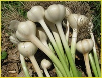 Reguli privind îngrijirea pentru usturoi (plante) Reguli pentru îngrijirea de usturoi