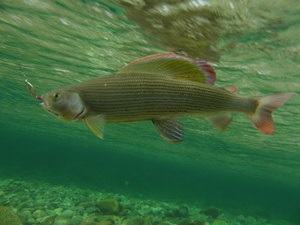 Grayling corectă filare, folosind ca momeală Wobbler (utilizare) Grayling adecvată de pescuit cu filare, folosind un wobbler ca momeală