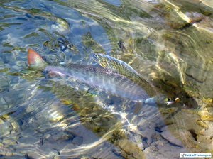 Grayling corectă filare, folosind ca momeală Wobbler (filare) Grayling adecvată de pescuit cu filare, folosind un wobbler ca momeală