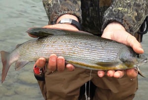 Grayling corectă filare, folosind ca momeală Wobbler (filare) Grayling adecvată de pescuit cu filare, folosind un wobbler ca momeală