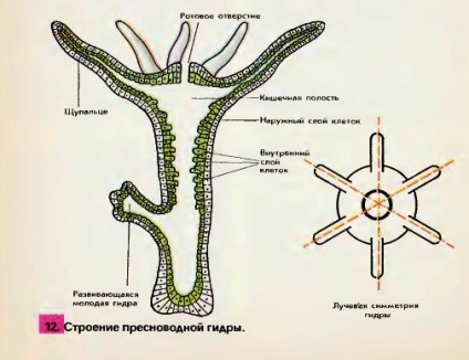De apă dulce polip Hydra (Hydra apa dulce polip) De apă dulce polip Hydra