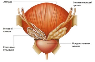 Cauzele si tratamente pentru prostatita virale