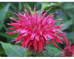 Utilizarea de ulei esențial de Monarda, interesant, Lazarev Serghei Nikolaevici (Monarda) Utilizarea de ulei esențial de Monarda, interesant, Lazarev Serghei Nikolaevici