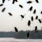 O simplă interpretare va zbura in casa - ceea ce este (va) O simplă interpretare va zbura in casa - ceea ce este