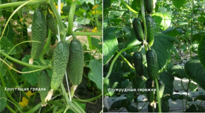 Fascicol castravete pe (plante de interior) Fascicol castravete pe