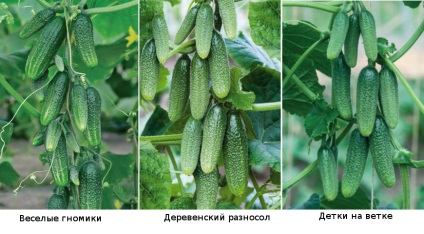 Beam pe castraveți (vegetal) Fascicol castravete pe