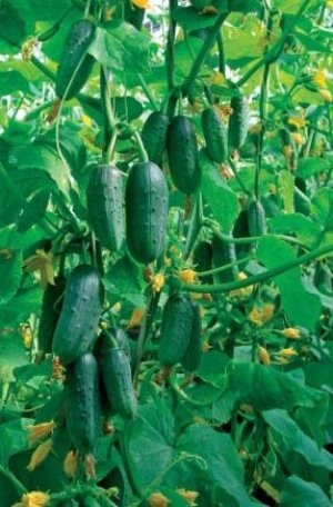 Fascicolul descrieri de castravete cele mai bune soiuri (cultivari) descrieri de castravete fascicolul de cele mai bune soiuri