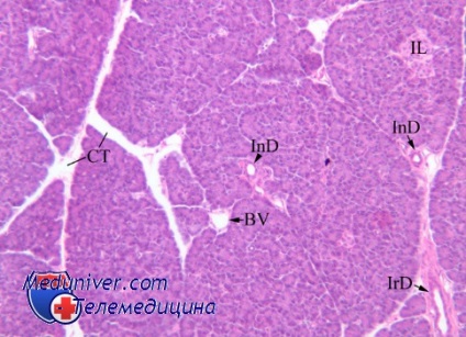 Cancerul de stomac (indicatii de cancer gastric) cancerul de stomac