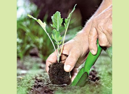 Răsaduri gulie, grădină cresc! (Apă per plantă) Răsaduri gulie, grădină cresc!