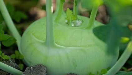 Răsaduri gulie, grădină cresc! (Apă per plantă) Răsaduri gulie, grădină cresc!
