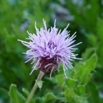 plantă ciulin și proprietățile sale (plante) plantă ciulin și proprietățile sale