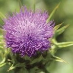 Planta și proprietăți de armurariu (armurariu) sale plantă ciulin și proprietățile sale