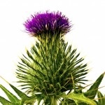 plantă ciulin și proprietățile sale (plante) plantă ciulin și proprietățile sale