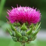 plantă ciulin și proprietățile sale (plante) plantă ciulin și proprietățile sale