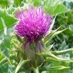 plantă ciulin și proprietățile sale (plante) plantă ciulin și proprietățile sale