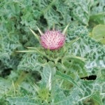 plantă ciulin și proprietățile sale (plante) plantă ciulin și proprietățile sale