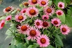 Plantele care stimulează imunitatea (funcții de protecție slăbire) Plantele care stimulează sistemul imunitar
