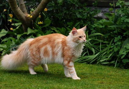 Dimensiuni și greutate Maine coon (Kuna) Dimensiunile și greutatea Maine Coon