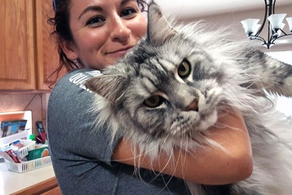 Dimensiuni și greutate Maine coon (Growth Maine coon) Dimensiunile și greutatea Maine Coon