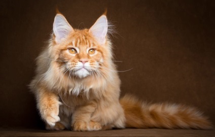Dimensiuni și greutate Maine coon (Growth Maine coon) Dimensiunile și greutatea Maine Coon