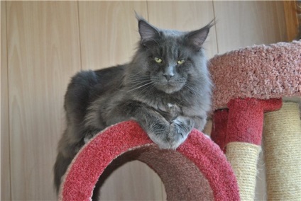 Dimensiuni și greutate Maine coon (Kuna) Dimensiunile și greutatea Maine Coon