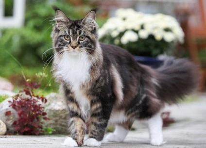 Dimensiunile și greutatea Maine Coon