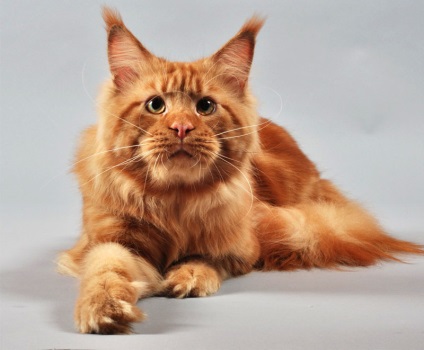Dimensiuni și greutate Maine coon (Maine) Dimensiunile și greutatea Maine Coon