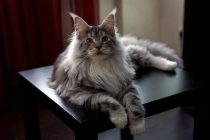 Dimensiuni și greutate Maine coon (Growth Maine coon) Dimensiunile și greutatea Maine Coon